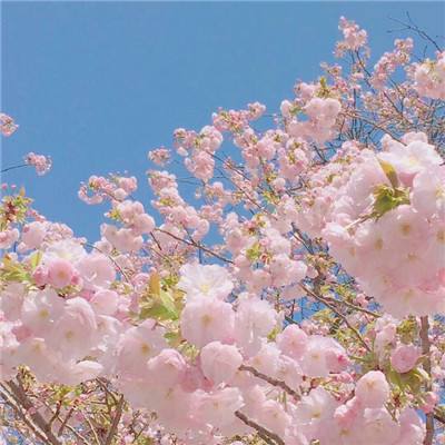 忍者杀游戏(暂未上线)v1.1.0 安卓版